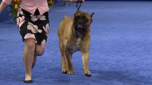Cane corsos generally live between 9 and 12 years. Cane Corso 2019 National Dog Show Working Group Nbc Sports