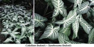 Image result for Camptorrhiza strumosa