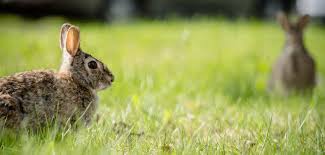 Rabbits are herbivores and grazers, and need to have a constant supply of grass or grass hay to chew. Rabbit Calicivirus In Australia