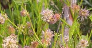 Image result for Pauridiantha paucinervis