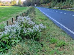 Image result for Polystachya leonardiana