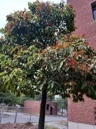 Image result for Grevillea robusta