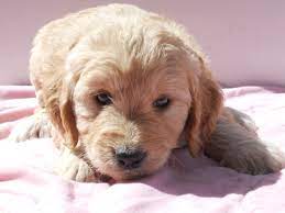 What is best puppy food for goldendoodle? Our Mini Goldendoodles Dream About Farm Updated 4 10 21 10 23 Am Est