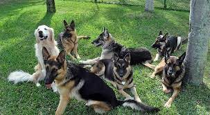 Our adoption fee is $150.00 to $450.00. Best German Shepherd Rescues In Florida 2021 We Love Doodles