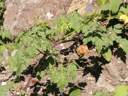 Image result for Cardiospermum corindum