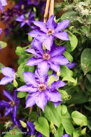 Branches are clad with attractive dark green leaves. Clematis Growing Guide How To Get Stunning Blooms Garden Therapy