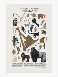 Primates Print Kelzuki Animal Drawings Animal Illustration Animal Posters