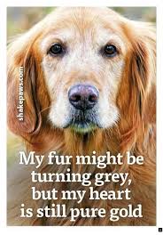 Strange Dogs Accessories For The Home Dogwalkingbusiness Pinkdogsaccessories Dogs Golden Retriever Animal Quotes