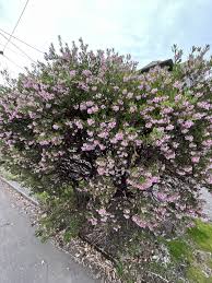 Image result for Hunteria densiflora