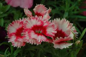 Get inspired with our handpicked collection of flower pictures hd to 4k quality available for commercial use download now for free! Divine Dianthus Life Is A Garden