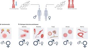 The conneXion between sex and immune responses | Nature Reviews Immunology