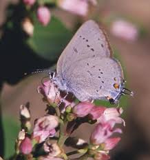 Image result for Satyrium carsonii