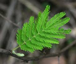 Image result for Acacia grandicornuta