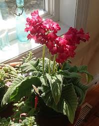 Image result for Streptocarpus montis-bingae