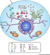 Visit our website for more information about our services or to speak to an expert. Intracellular Cholesterol Transport By Sterol Transfer Proteins At Membrane Contact Sites Trends In Biochemical Sciences