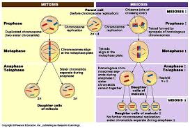 printables comparing mitosis and meiosis bebodevelopers