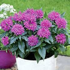 Монарда (Monarda Balmy LIlac)