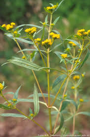 Image result for Flaveria bidentis