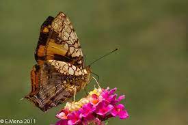 Pin On Maravillosas Mariposas