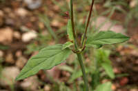 Image result for Boerhavia erecta