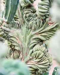 Image result for Myrtillocactus geometrizans