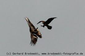 Im flugbild fallen die typische starke fingerung der handschwingen und Steinadler Steckbrief Lebensraum Brutzeit Alter Bilder Referat