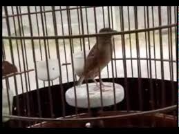 Cara membedakan branjangan jantan dan betina jenis burung.burung branjangan jawa memiliki ukuran yang lebih kecil dibandingkan dengan yang lain. Burung Branjangan Jawa Lagi Bunyi Gacor Youtube