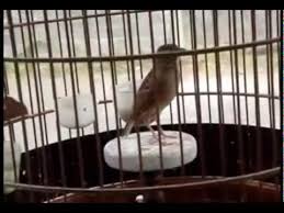 Artikel jenis jenis branjangan perawatan branjangan suara branjangan dan gambar burung jenis burung branjangan di indonesia burung ini terlihat sangat menarik dengan mahkota di kepalanya. Burung Branjangan Jawa Lagi Bunyi Gacor By Gacor Club