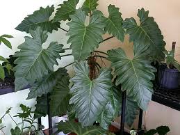 Philodendron Subincisum Giant Aroid Huge Leaves Climber Aka Wilson Wilsonii
