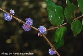 Image result for Memecylon