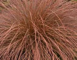 Image result for Carex