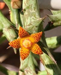 Image result for Orbea schweinfurthii
