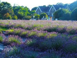 We did not find results for: Wexford Lavender Farm Share Our Passion For Purple