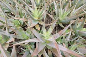 Image result for Aloe plowesii