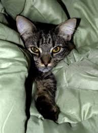 View our local cat boarders or get free estimates from pros near you. Dog Boarding Cost Philadelphia How Much To Board A Dog Fairmount Pet Service