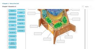 We did not find results for: Label The Structures Of The Plant Cell Below Drag Chegg Com