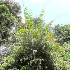 Image result for Uvariastrum germainii