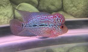 5 Rahasia Makanan Ikan Louhan Biar Cepat Jenong Dan Merah Pintarpet