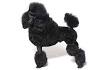 Black & Grey Standard Poodles and Poodle Puppies For Sale ...