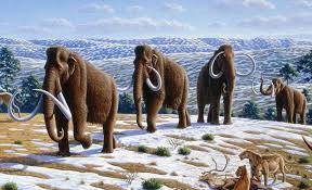 Image result for mammuthus primigenius