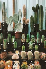 25 Beautiful Cactus Aesthetic Ideas Cactus Plants Cactus House Plants Cactus