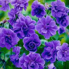 Image result for Geranium