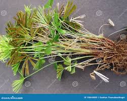 Image result for Actiniopteris radiata