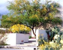 Arid Zone Trees California Plants Australian Native Plants Plants