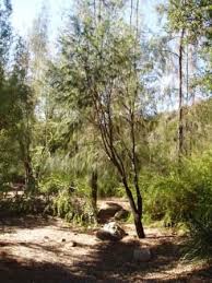 Image result for Casuarina littoralis