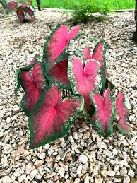 Check spelling or type a new query. My Top 8 Favorite Plants To Grow In South Texas Design Improvised