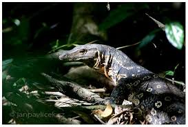 Varan Skvrnity Varanus Salvator Jan Pavlicek Monitor Lizard Animals Lizard
