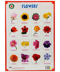 Pin By Sunil Pal On Classroom Different Types Of Flowers