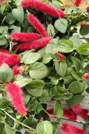 Image result for Acalypha hispida