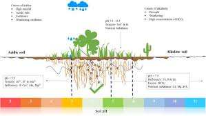 Maybe you would like to learn more about one of these? Frontiers The Roles Of Plant Growth Promoting Microbes In Enhancing Plant Tolerance To Acidity And Alkalinity Stresses Sustainable Food Systems